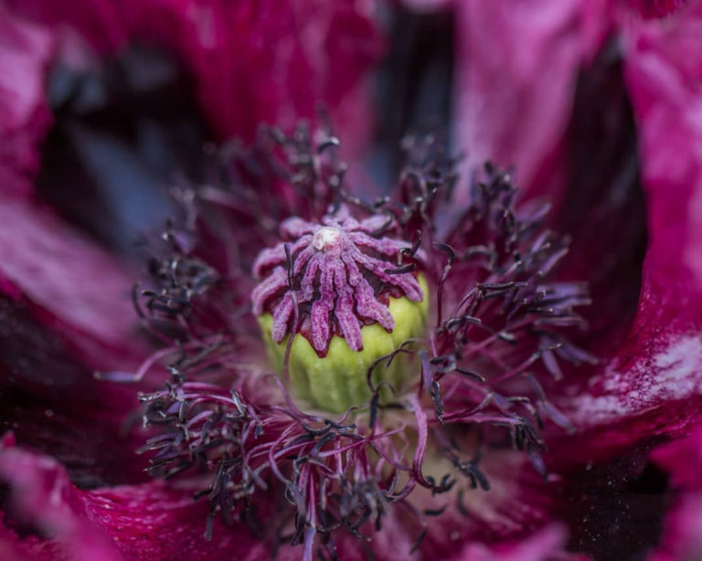Purple Poppy at Chatsworth House