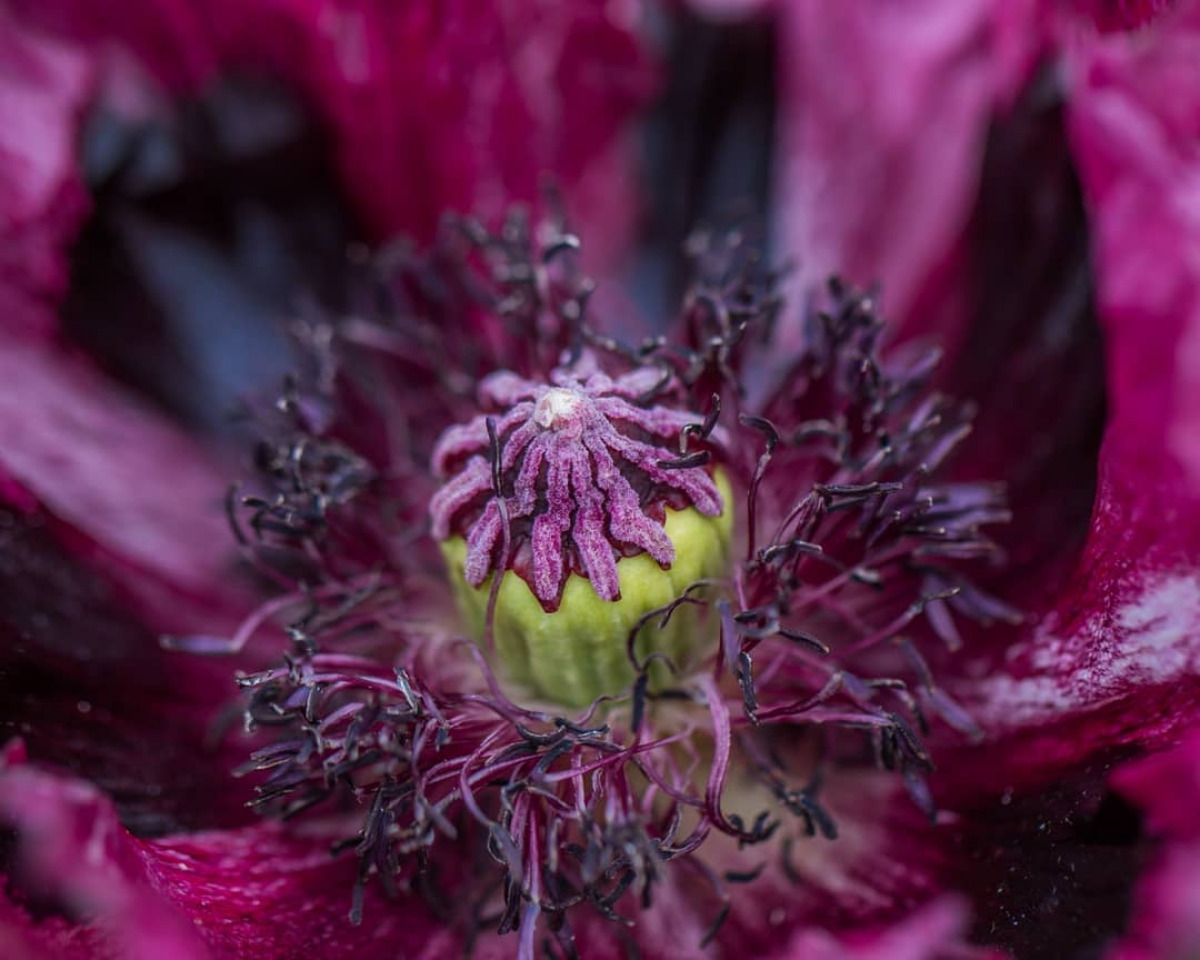 Purple Poppy at Chatsworth House