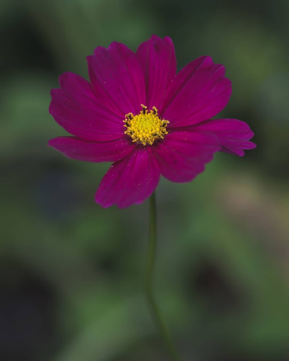 Purple Daisy at Brodsworth Hall and Gardens