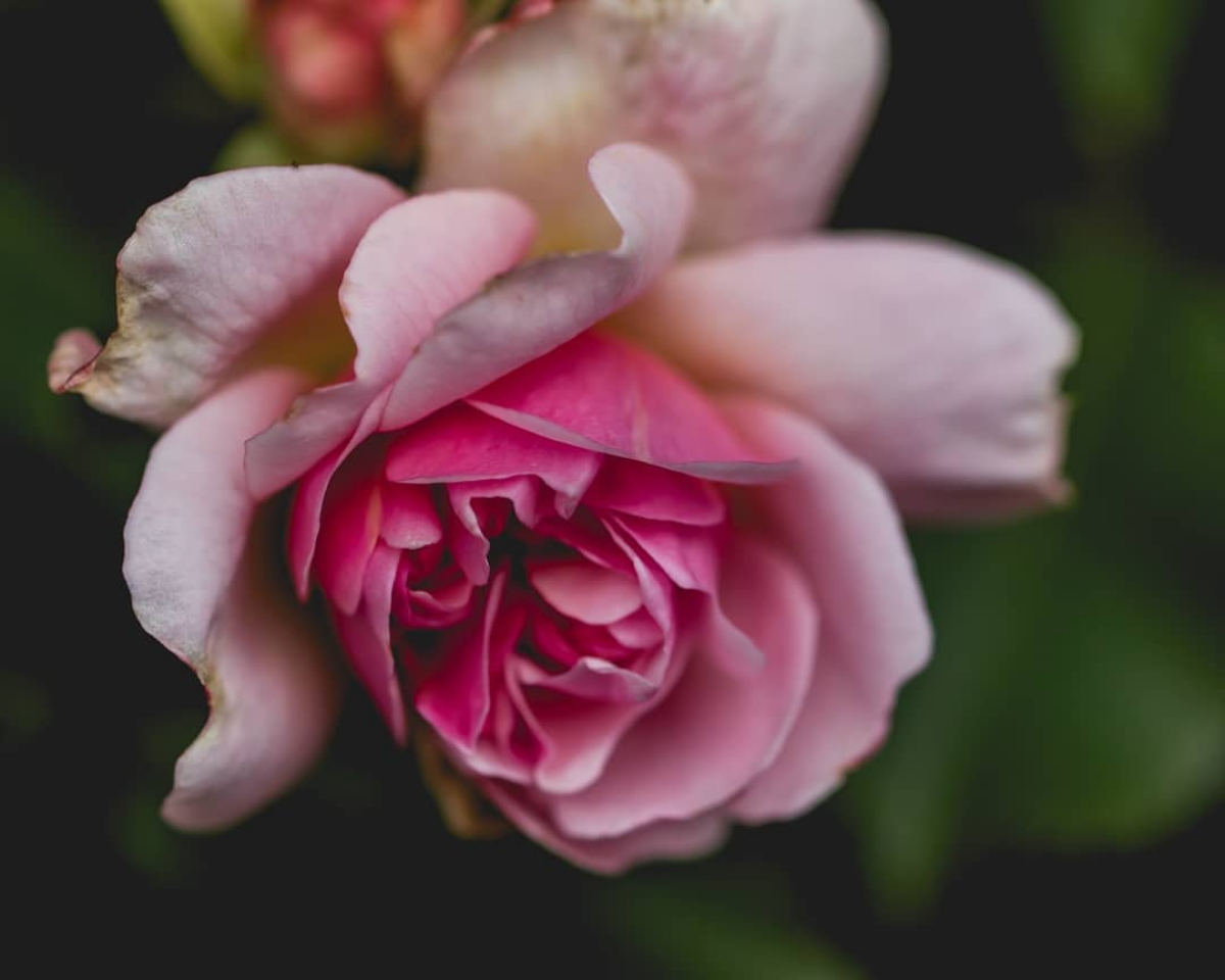 Pink Rose at Chatsworth House