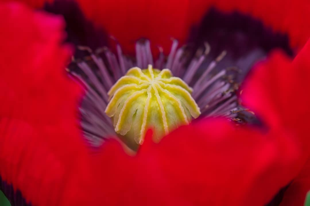 Red Poppy at Chatsworth House