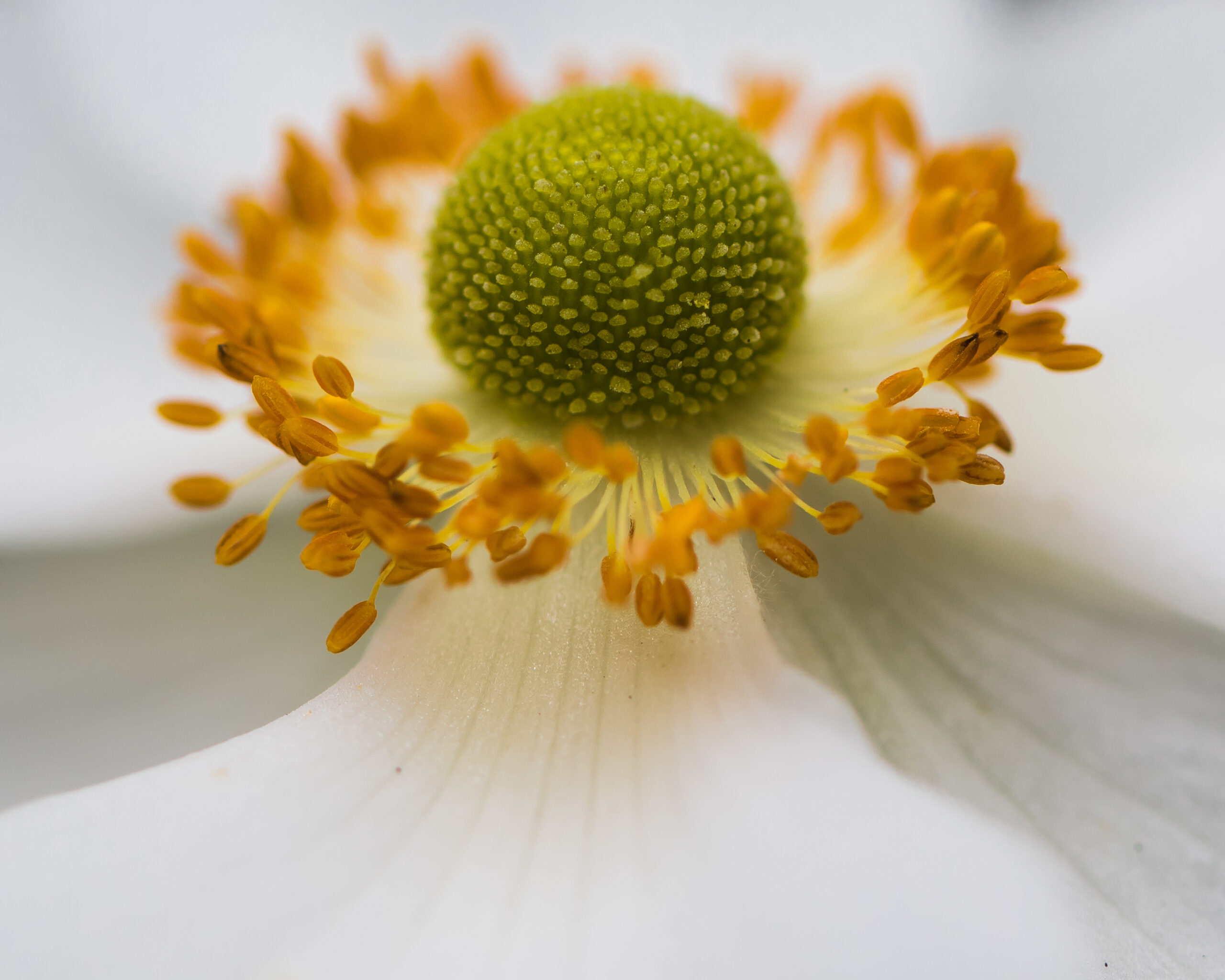Flower Details at Hardwick Hall