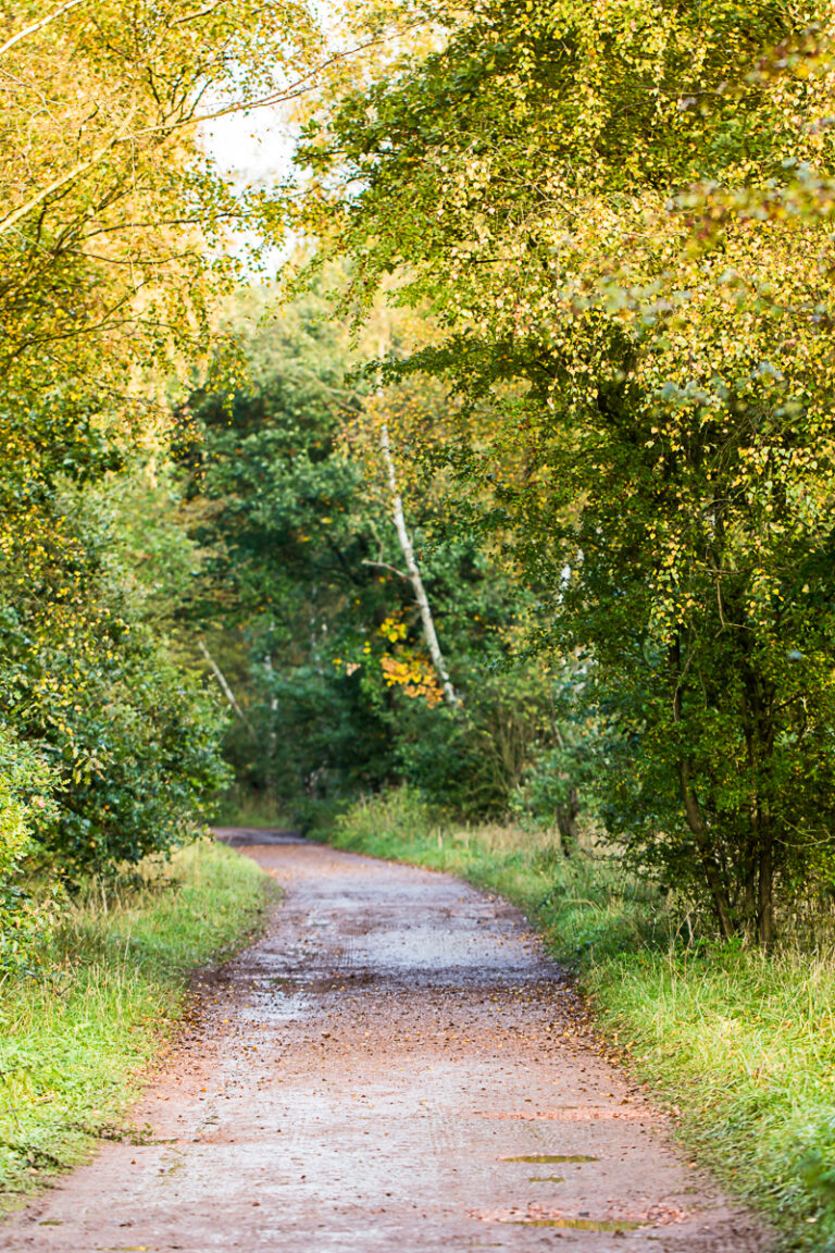 Autumn Walk at Sherwood Forest