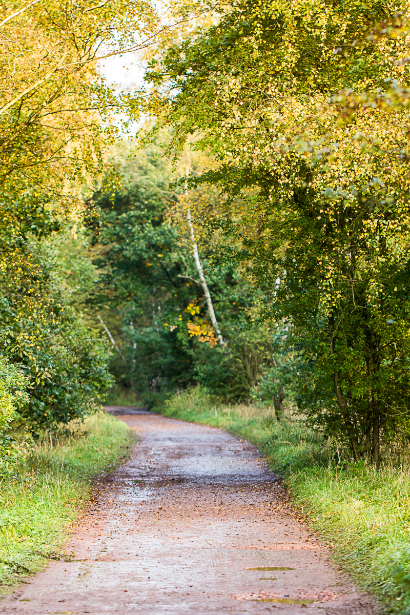 Autumn Walk at Sherwood Forest Where The Trees Grow