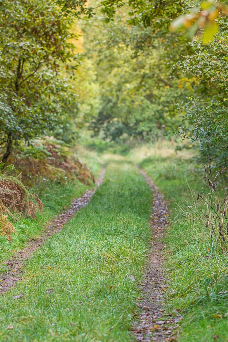 Country Path in Autumn Field