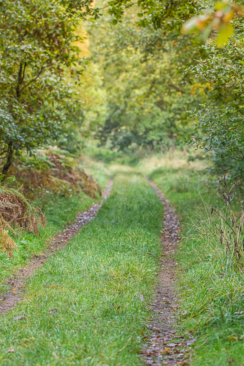 Country Path in Autumn Field