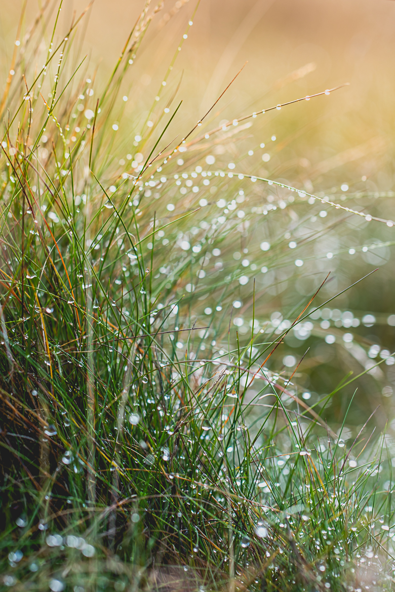 Dew Drops at Sherwood Forest