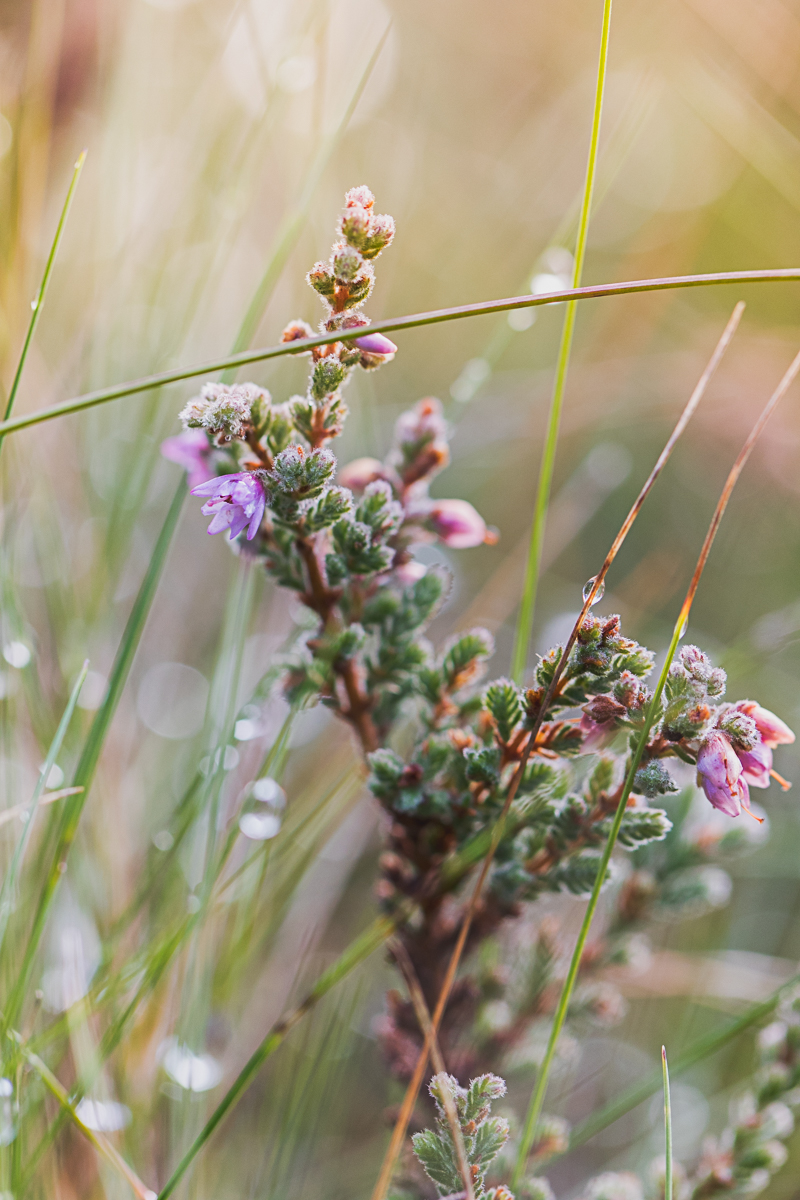 Dreamy Dew II at Sherwood Forest