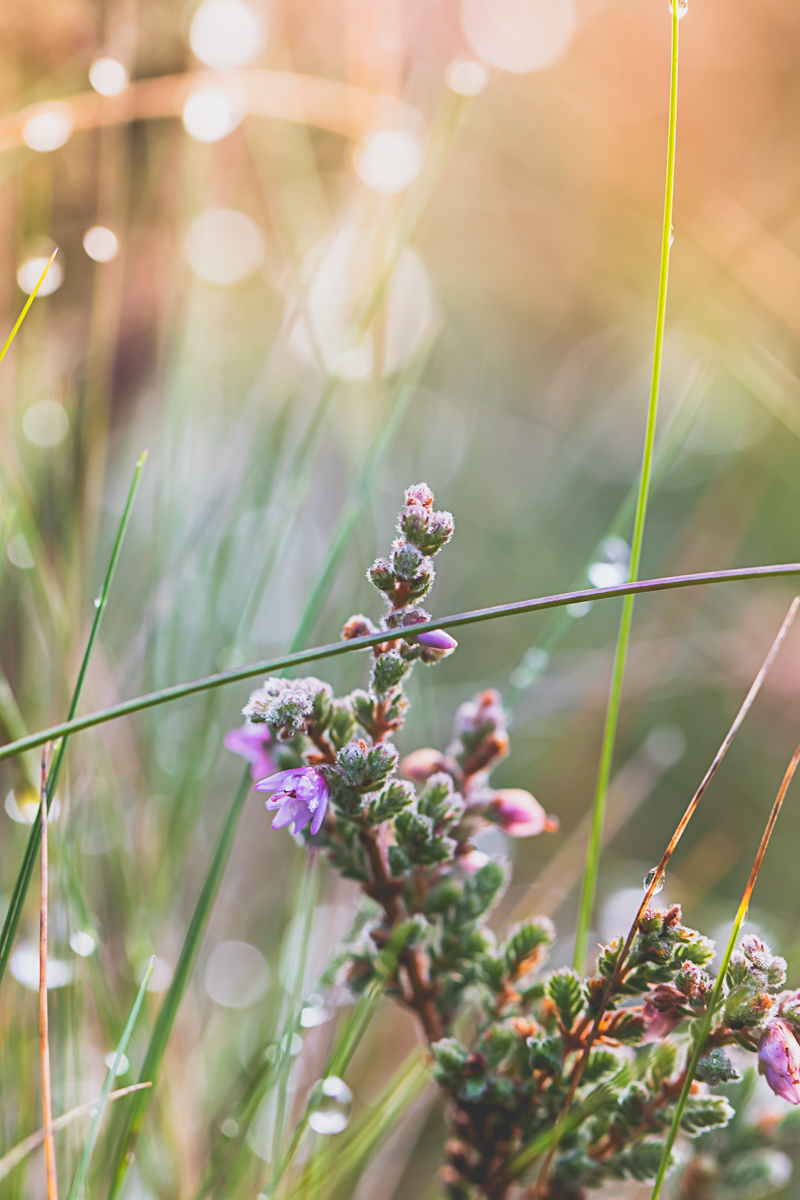 Dreamy Dew at Sherwood Forest IV