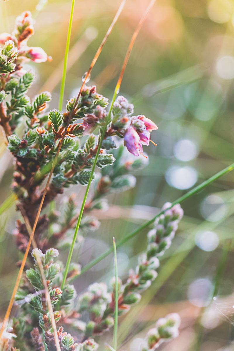 Dreamy Dew at Sherwood Forest