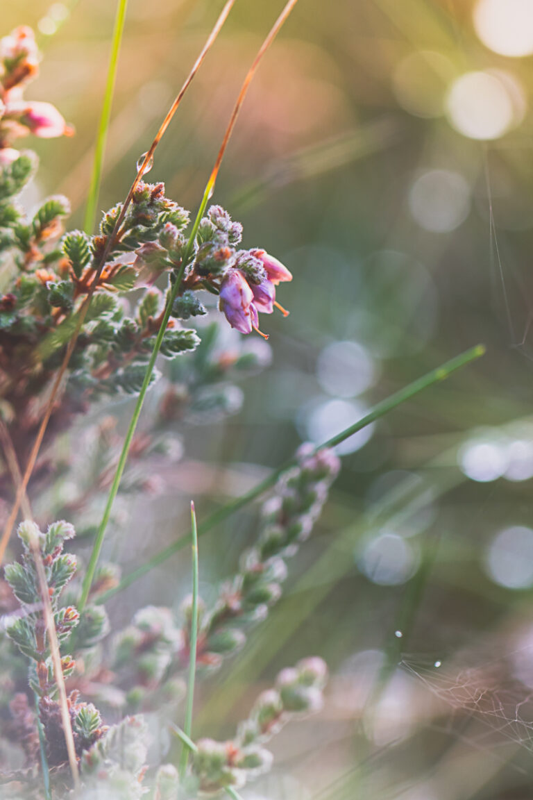 Dreamy Dew III at Sherwood Forest