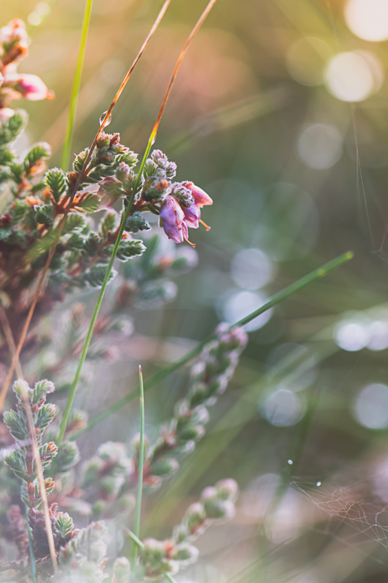 Dreamy Dew III at Sherwood Forest