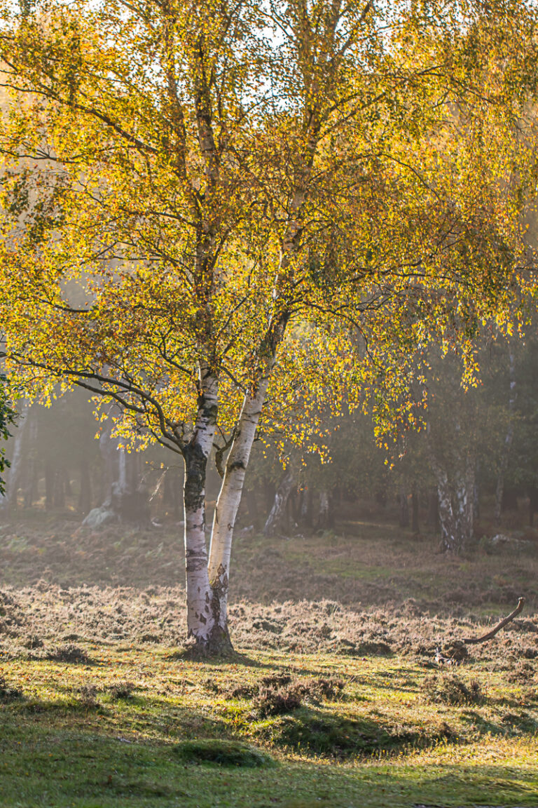 Tree Bathing in Sunlight at Sherwood Forest