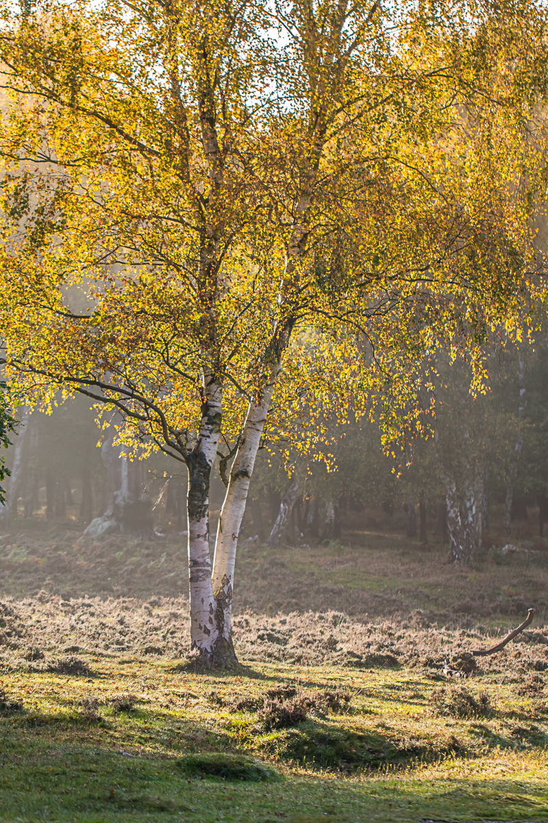 Tree Bathing in Sunlight at Sherwood Forest