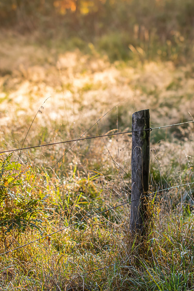 Autumn Fence Post in Light
