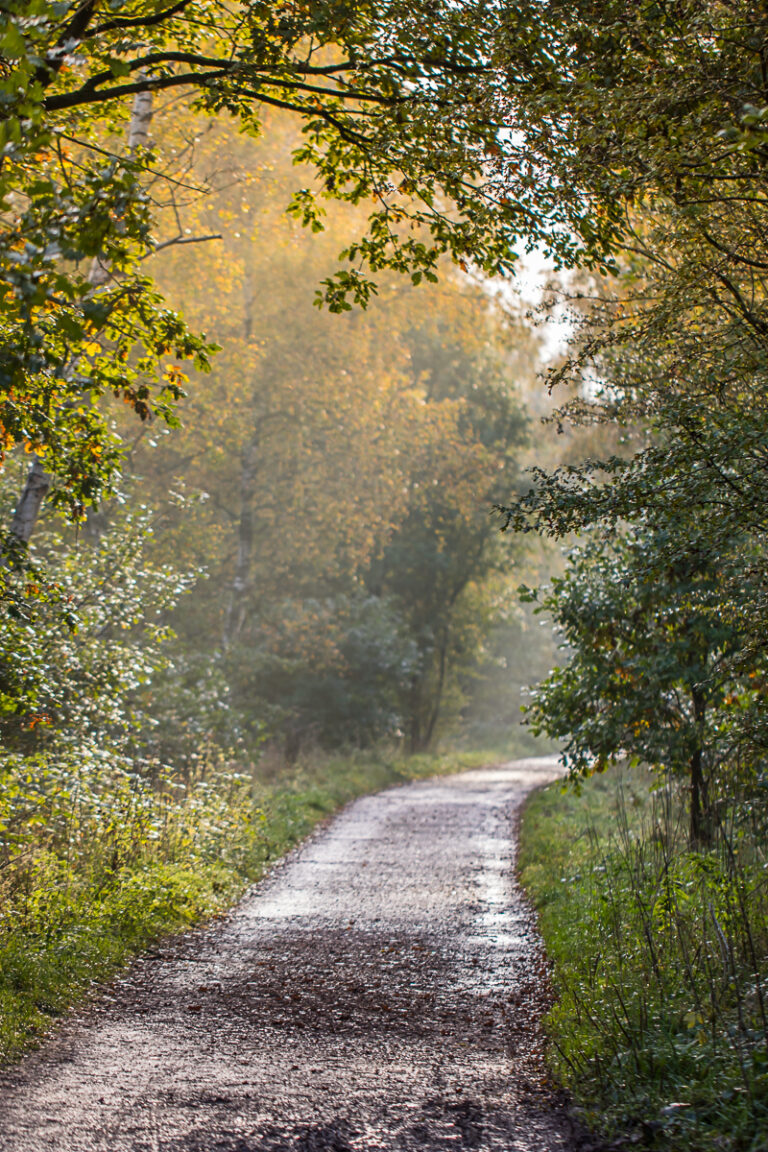 Sheltered Path at Sherwood Forest