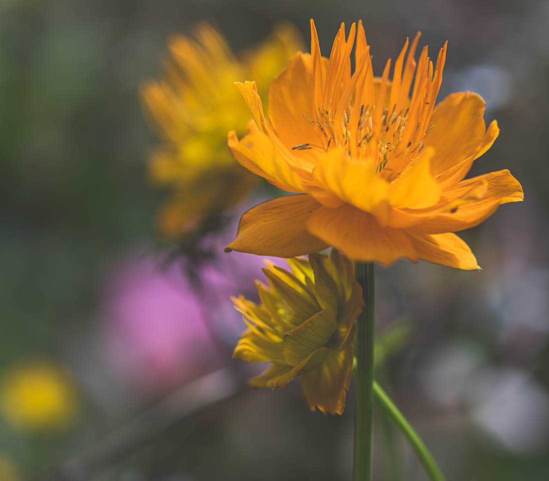 Orange Flower at Chatsworth House