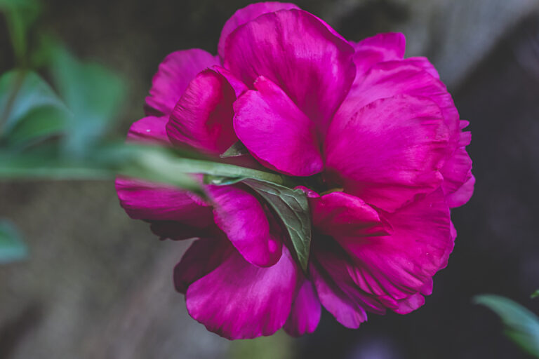 Pretty Pink Flower at Chatsworth House