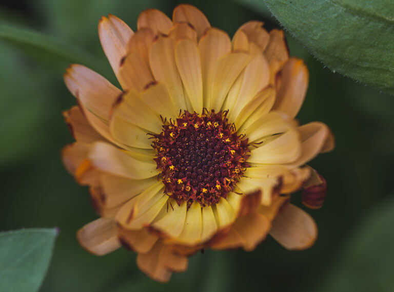 Yellow Flower at Chatsworth House