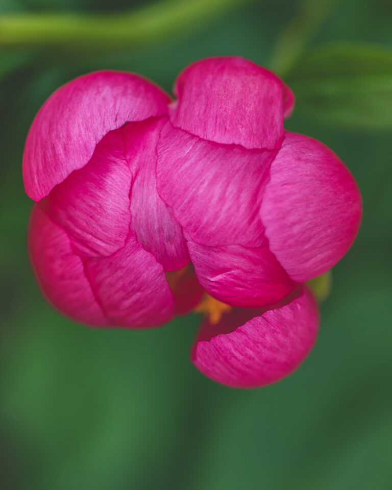 Pink Flower at Chatsworth House