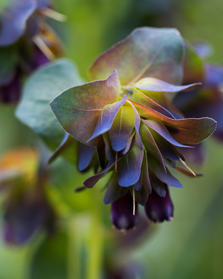 Delicate Flower in Summer Light