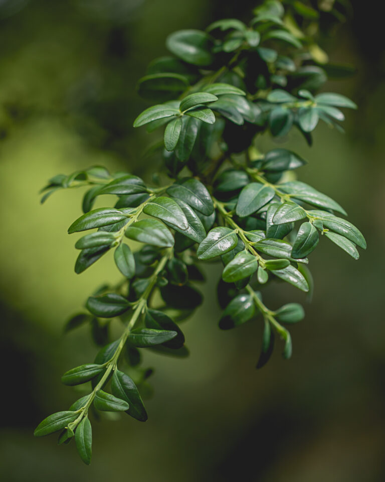 A Green Tree Grows at Chatsworth House