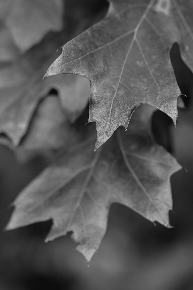 Autumn Leaves in Black and White