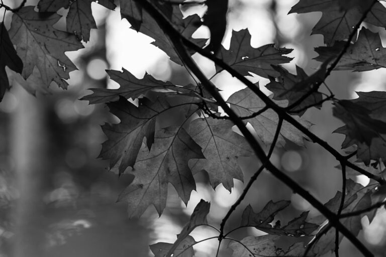 Autumn Leaves in Black and White II