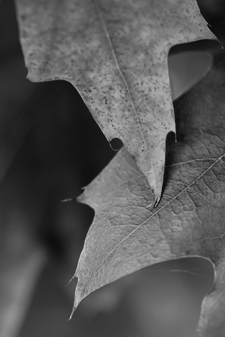 Autumn Leaves in Black and White III