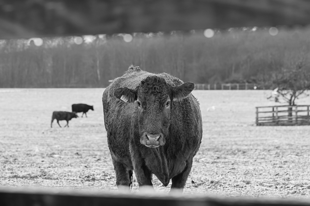 Highland Cattle on A Wintry Day