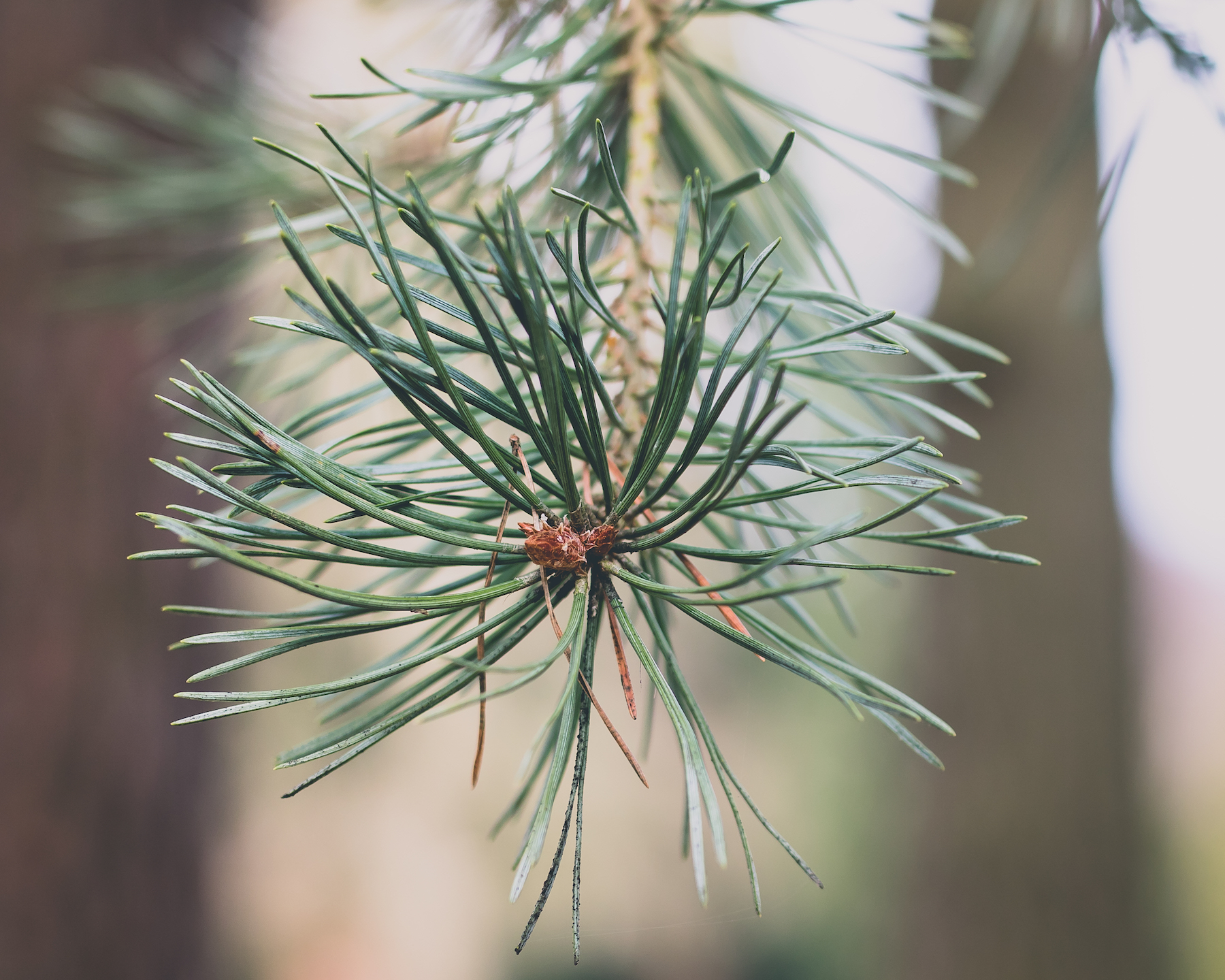 Pine Needles in Country Park
