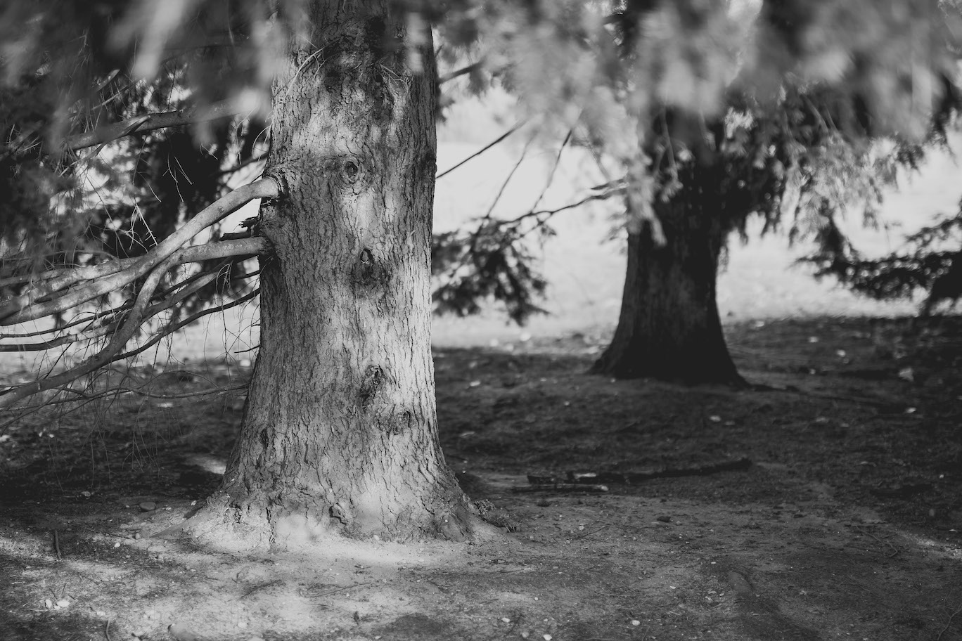 Black and White Shadows