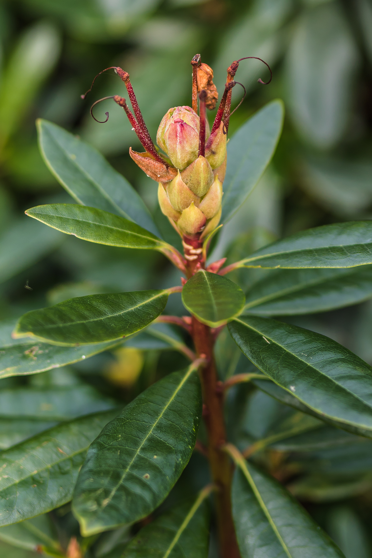 Sassy Spring Flower