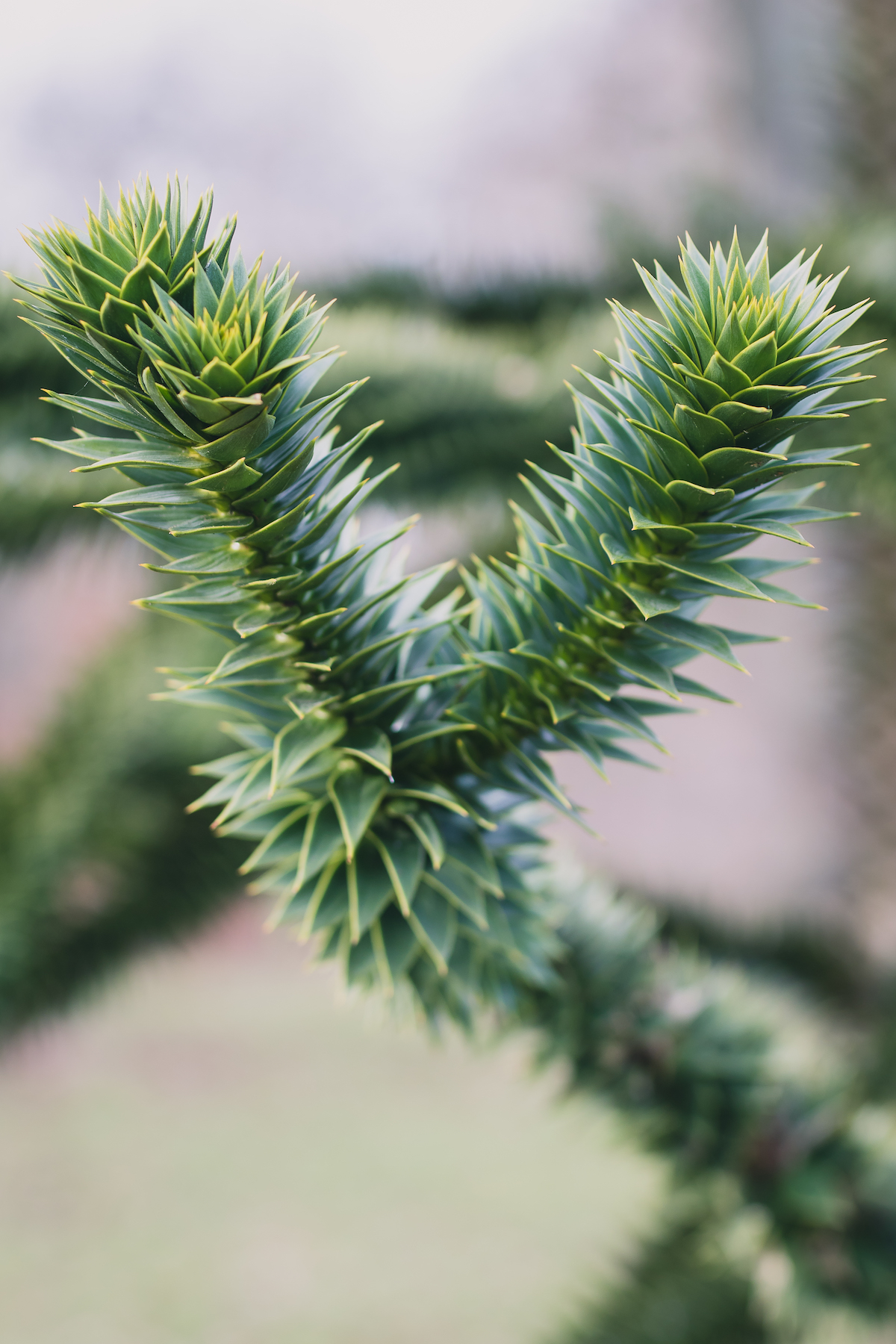 Monkey Puzzle I