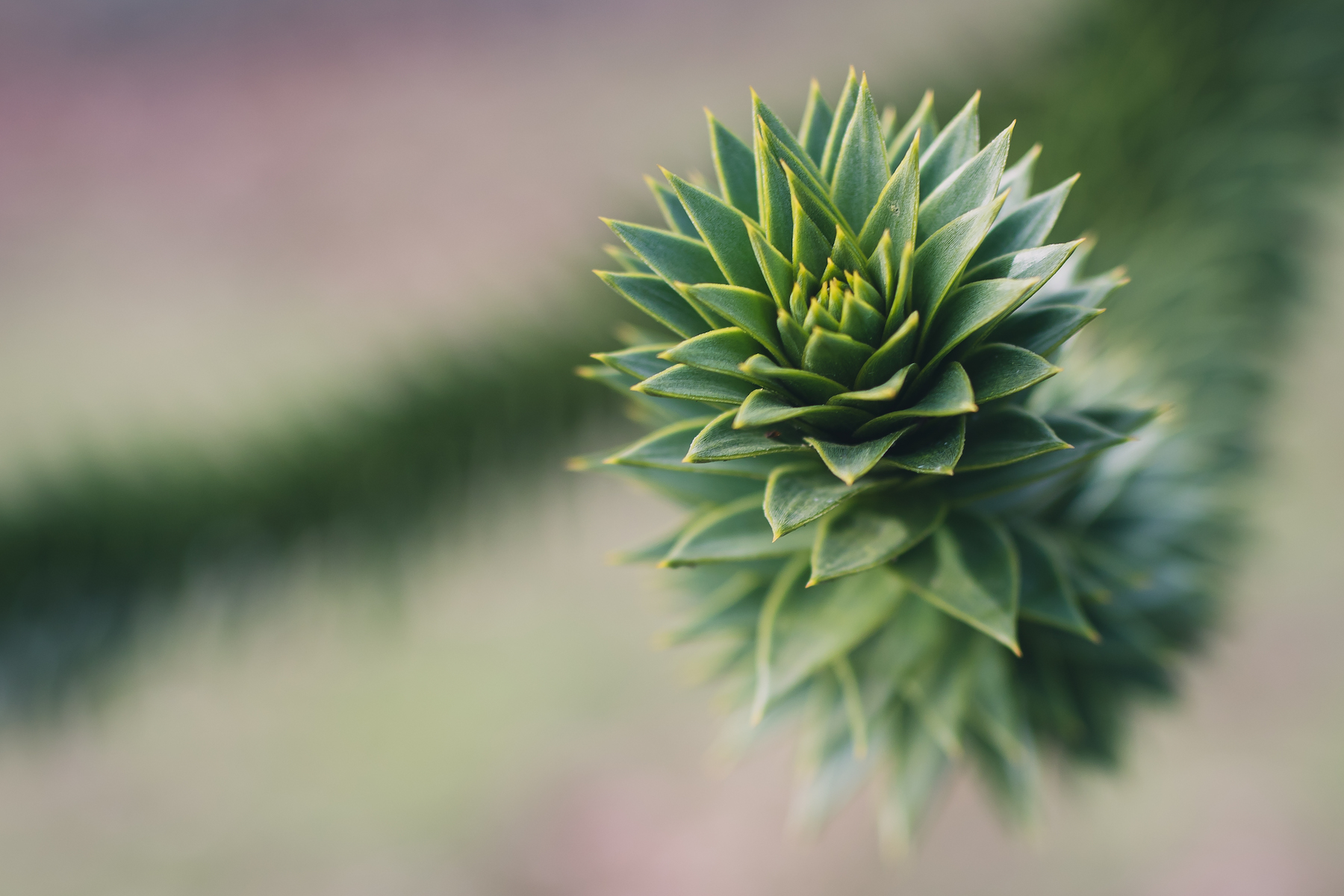 Monkey Puzzle II