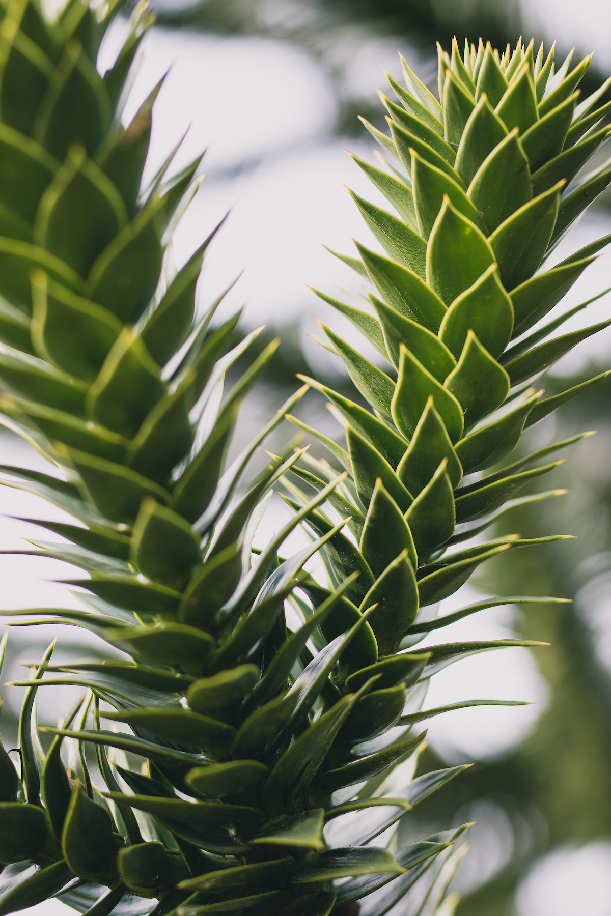 Monkey Puzzle III