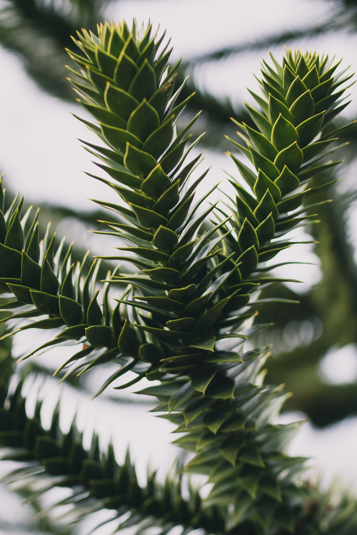 Monkey Puzzle IV