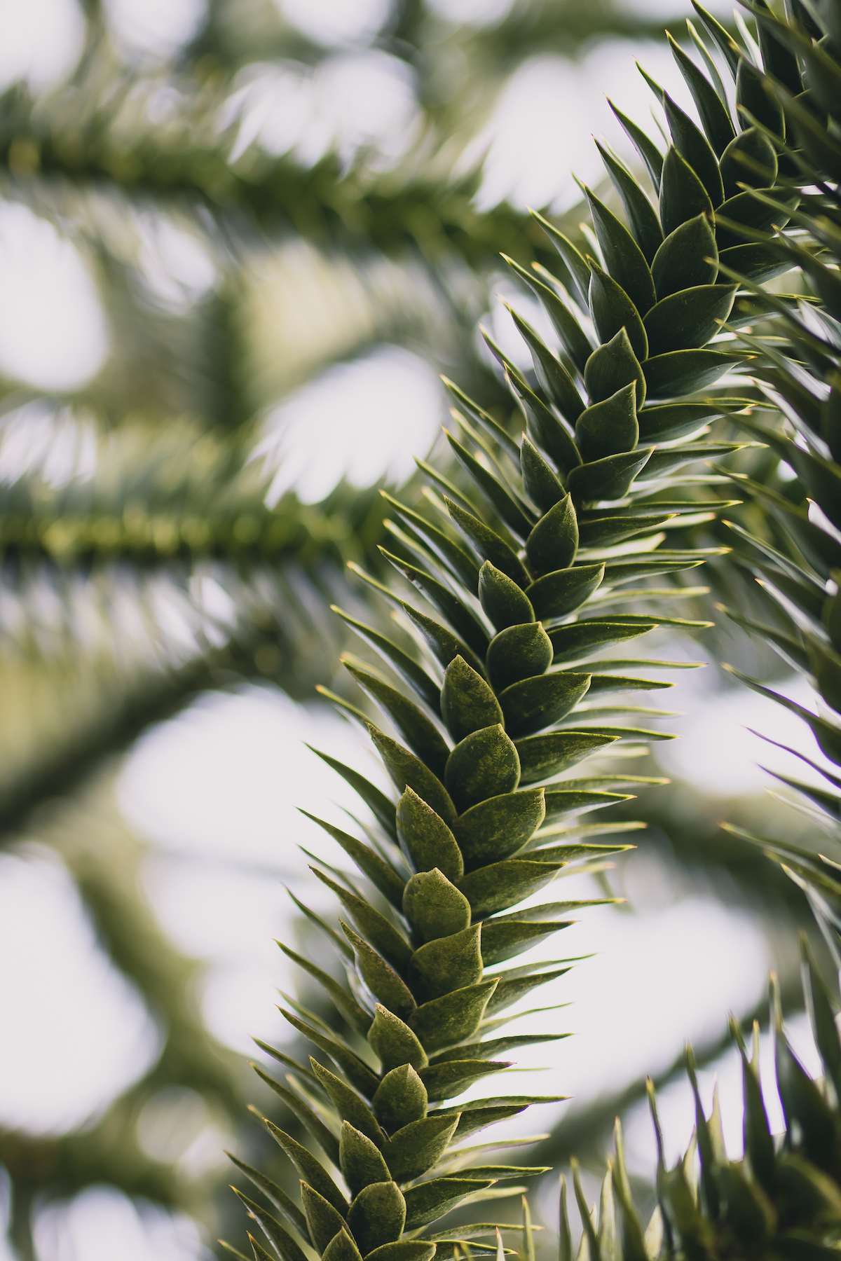 Monkey Puzzle V