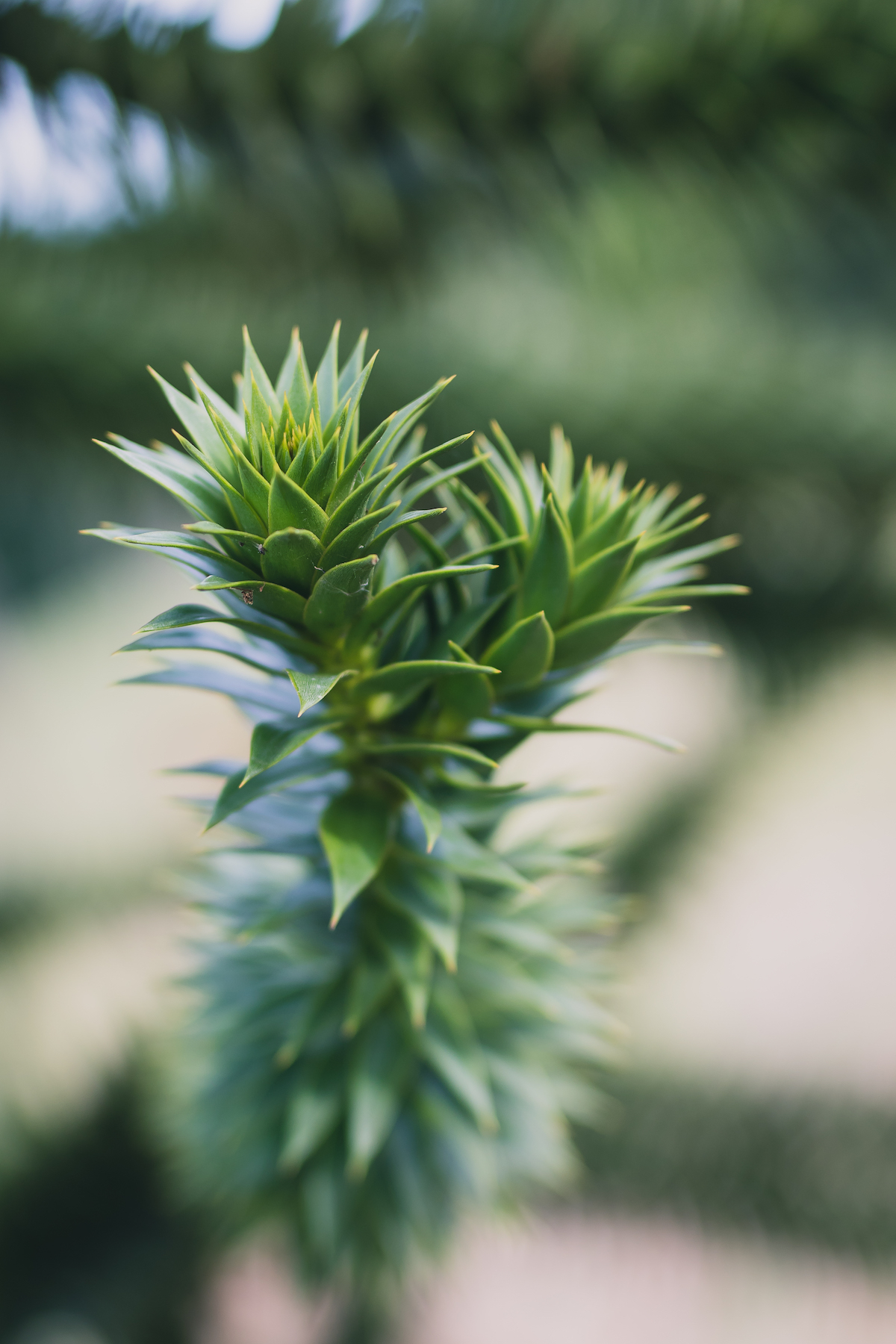 Monkey Puzzle VI