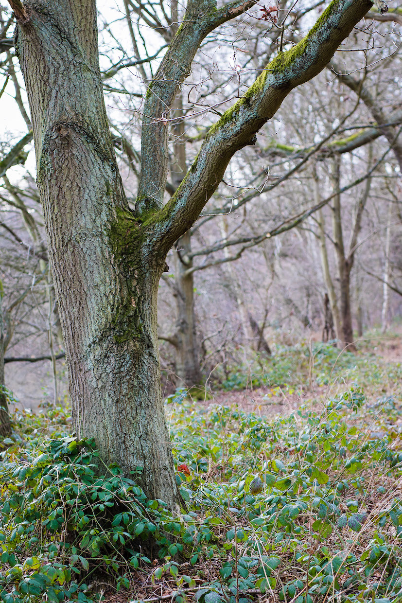 Tree With Attitude