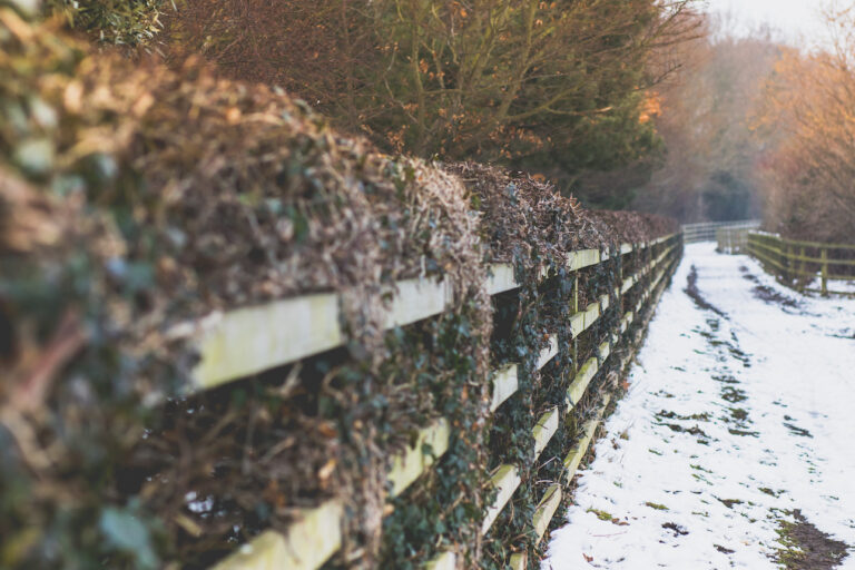 Snowy Dream Sequence